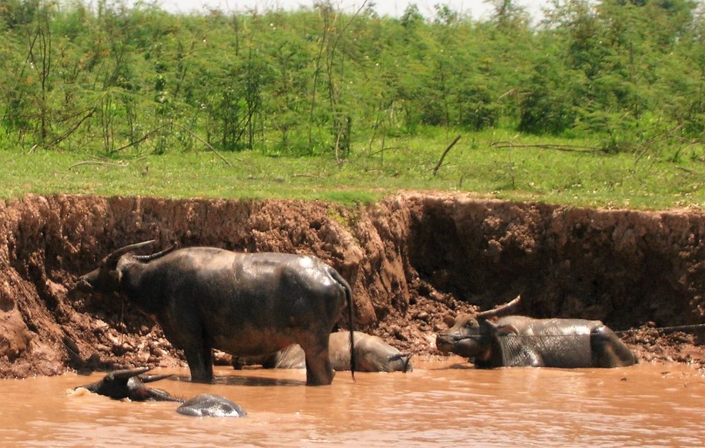 Cambodia water buffalo